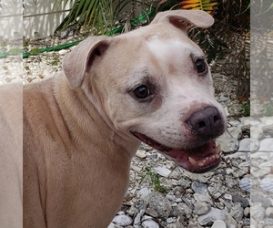 Boxador Dogs for adoption in FORT LAUDERDALE, FL, USA