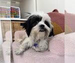 Small #3 Shih Tzu