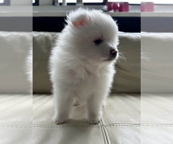 Medium Photo #23 Pomeranian Puppy For Sale in DES MOINES, WA, USA
