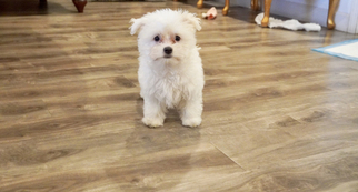 Medium Maltese