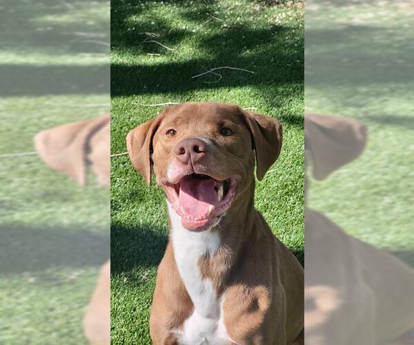 Medium Photo #2 Unknown-Vizsla Mix Puppy For Sale in West Valley, UT, USA