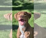 Small #1 Vizsla Mix