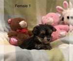 Small #1 Morkie