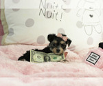 Small #20 Yorkshire Terrier