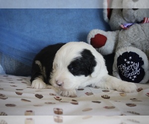 Old English Sheepdog Puppy for sale in FAIR GROVE, MO, USA