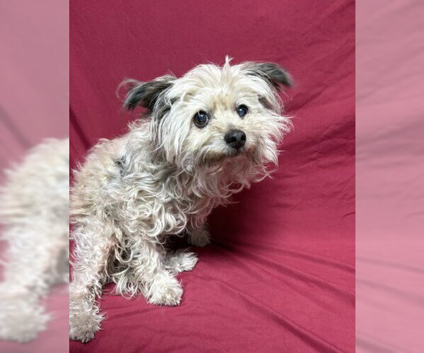 Medium Photo #1 Mutt Puppy For Sale in Redlands, CA, USA