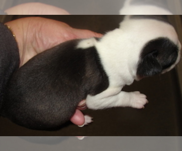 Medium Photo #3 Boston Terrier Puppy For Sale in CRKD RVR RNCH, OR, USA