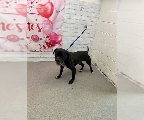 Medium Photo #1 Mutt Puppy For Sale in San Bernardino, CA, USA