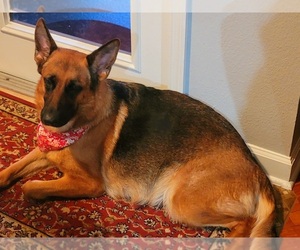 Mother of the German Shepherd Dog puppies born on 06/28/2021