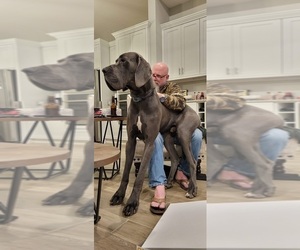 Father of the Great Dane puppies born on 01/16/2023