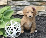 Small Photo #1 Goldendoodle (Miniature) Puppy For Sale in SUGARCREEK, OH, USA