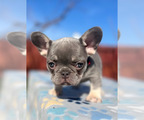 Medium Photo #1 French Bulldog Puppy For Sale in SACRAMENTO, CA, USA
