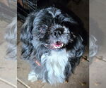 Small #2 Shih Tzu