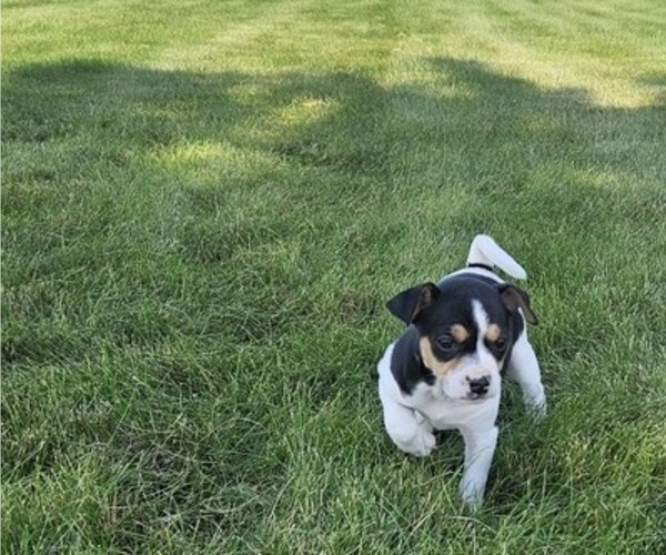 Medium Photo #3 Rat Terrier Puppy For Sale in ELLENSBURG, WA, USA