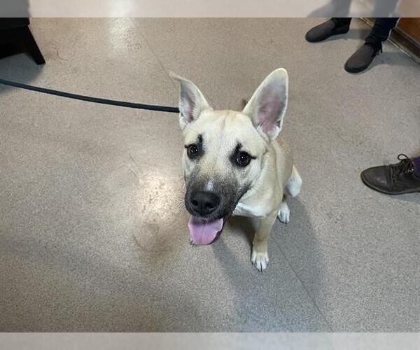 Medium Photo #1 German Shepherd Dog-Unknown Mix Puppy For Sale in Pasadena, CA, USA