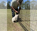 Small Photo #36 Great Pyrenees Puppy For Sale in MYAKKA CITY, FL, USA