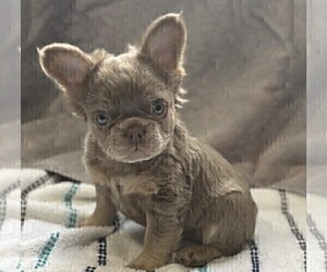 French Bulldog Puppy for sale in WINTER PARK, FL, USA
