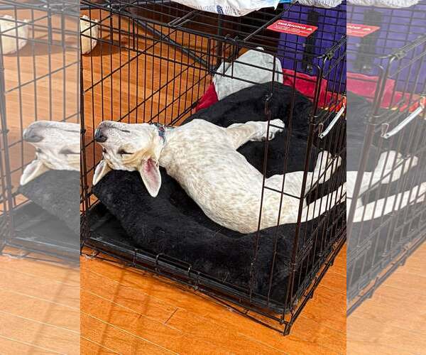 Medium Photo #4 Mutt Puppy For Sale in Rockville, MD, USA