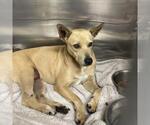 Small #5 Chihuahua Mix