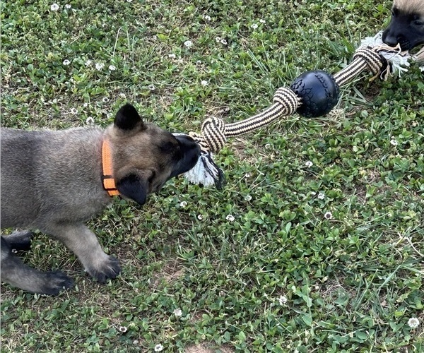 Medium Photo #5 Belgian Malinois Puppy For Sale in LINCOLNTON, NC, USA