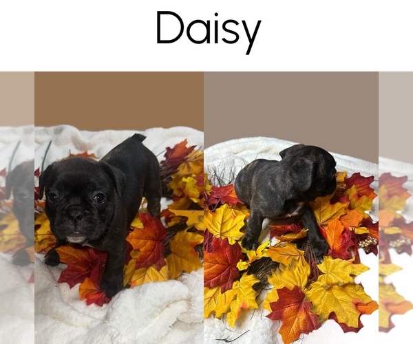 Medium Photo #1 French Bulldog Puppy For Sale in PORTSMOUTH, VA, USA