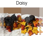Puppy Daisy French Bulldog