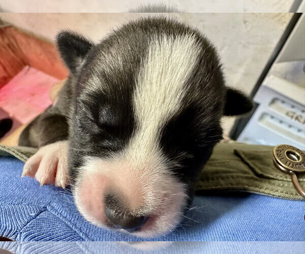 Medium Photo #4 Labrador Retriever-Unknown Mix Puppy For Sale in San Diego, CA, USA