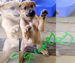 Small #3 German Shepherd Dog Mix