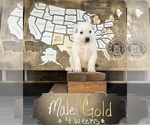 Puppy Gold male German Shepherd Dog