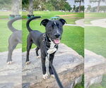 Small #7 Labrador Retriever Mix