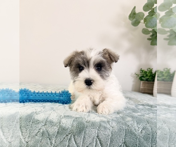 Medium Photo #4 Schnauzer (Miniature) Puppy For Sale in GREENFIELD, IN, USA