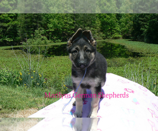 Medium Photo #3 German Shepherd Dog Puppy For Sale in PIEDMONT, MO, USA