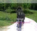 Small #2 German Shepherd Dog