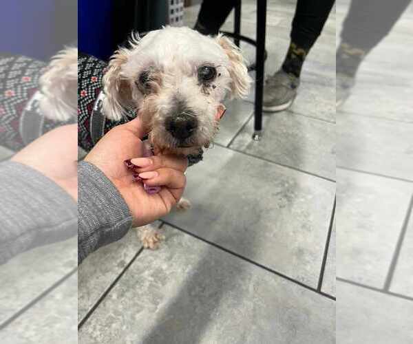 Medium Photo #2 Mutt Puppy For Sale in New York, NY, USA
