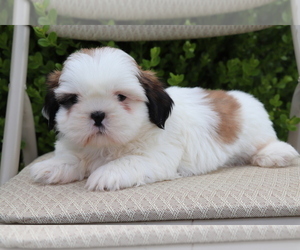 Shih Tzu Puppy for sale in SHILOH, OH, USA