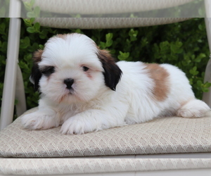 Medium Shih Tzu