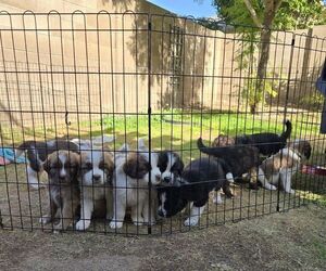 Newfoundland-Saint Bernard Mix Litter for sale in PHOENIX, AZ, USA