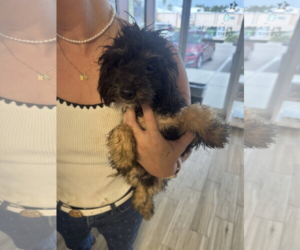 Medium Photo #5 Bernese Mountain Dog-Poodle (Miniature) Mix Puppy For Sale in Valrico, FL, USA