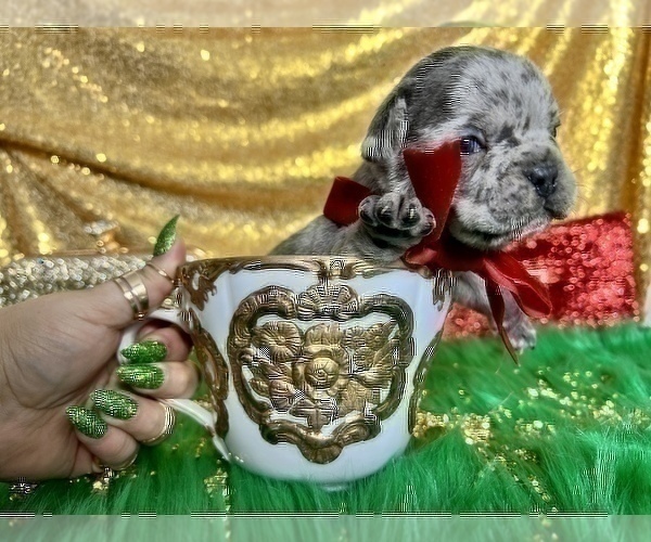 Medium Photo #14 French Bulldog Puppy For Sale in HAYWARD, CA, USA