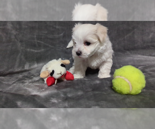 Medium Photo #10 Maltese Puppy For Sale in OCALA, FL, USA
