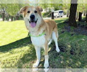 German Shepherd Dog-Great Pyrenees Mix Dogs for adoption in Alameda, CA, USA