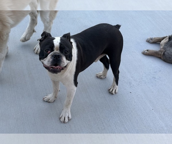 Medium Photo #1 Boston Terrier Puppy For Sale in YUCCA VALLEY, CA, USA