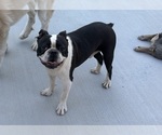 Image preview for Ad Listing. Nickname: Oreo cookie