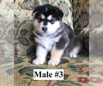 Puppy 1 Alaskan Malamute