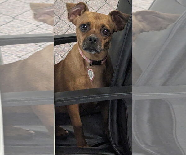 Medium Photo #8 Chug Puppy For Sale in Shelbyville, TN, USA