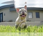 Small #10 French Bulldog