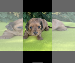 Dachshund Puppy for Sale in NILES, Michigan USA