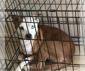 Mutt Dogs for adoption in San Antonio, TX, USA