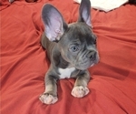 Puppy 1 French Bulldog