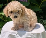 Small #7 Cavapoo